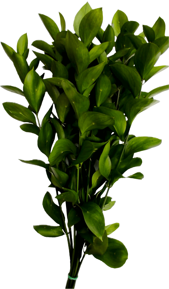 High quality Ruscus plant